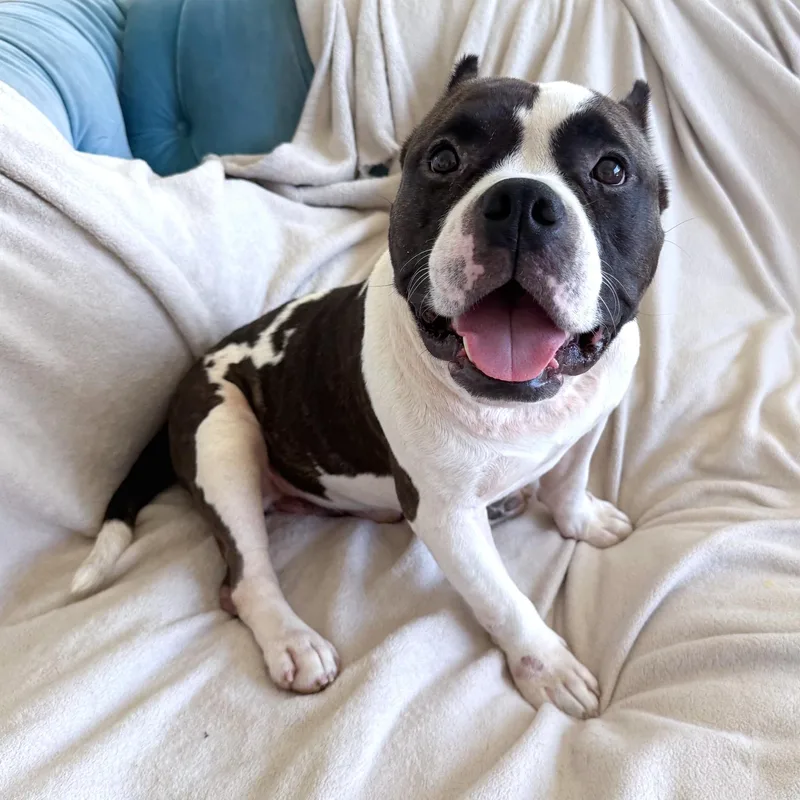 An adult medium-sized male Black American Bully dog named Sheldon for adoption in Corpus Christi, TX