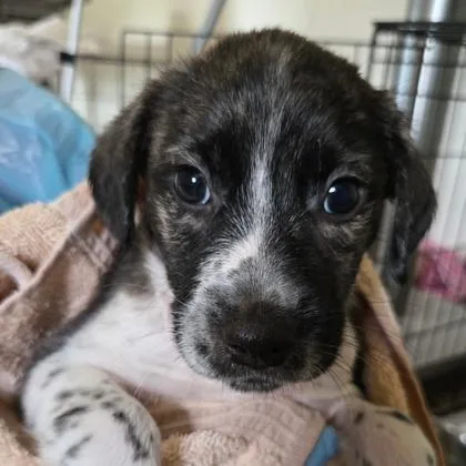 A baby small-sized female Mixed Breed dog named Lysandra for adoption in West Chester, PA