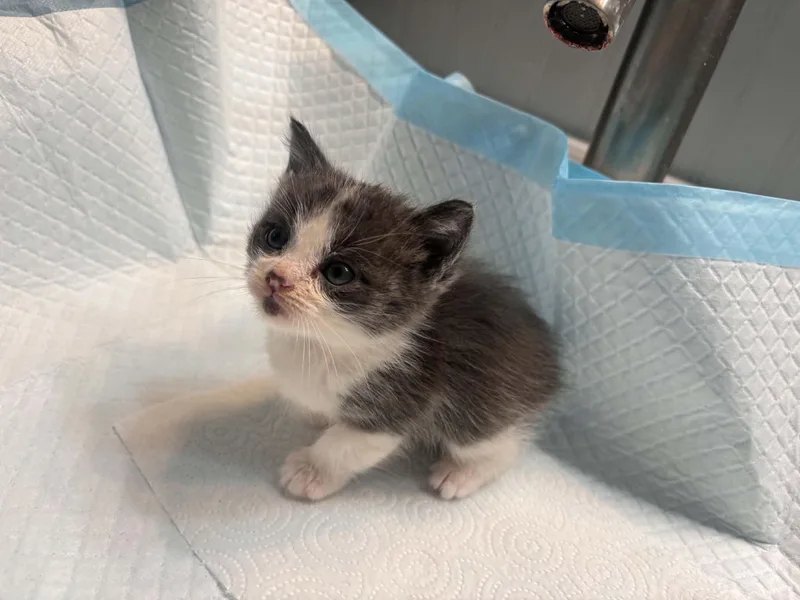 A baby small-sized male Domestic Short Hair cat named Gus Gus for adoption in Rio Linda, CA