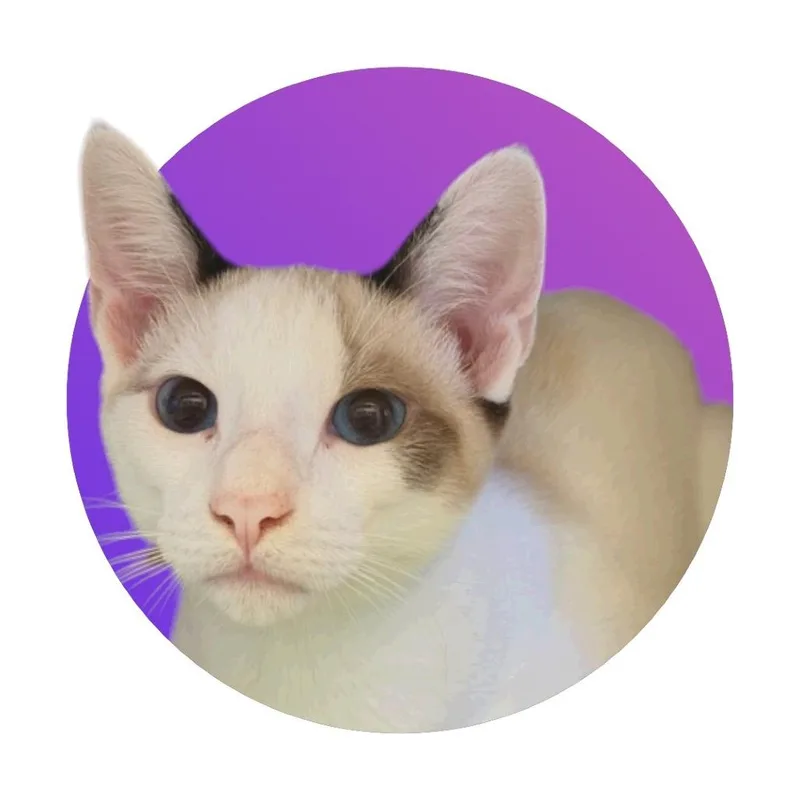 A baby medium-sized male Domestic Short Hair cat named Miso for adoption in Pacific Grove, CA