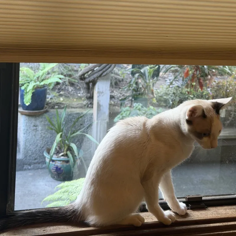 Miso thumbnail 3