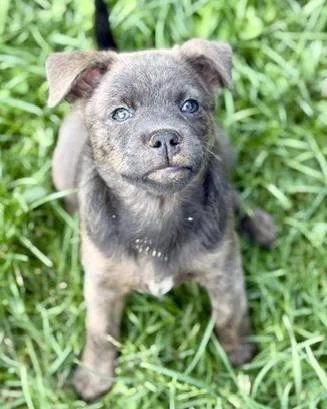 A baby medium-sized female Australian Shepherd dog named Kandy for adoption in Malvern, PA
