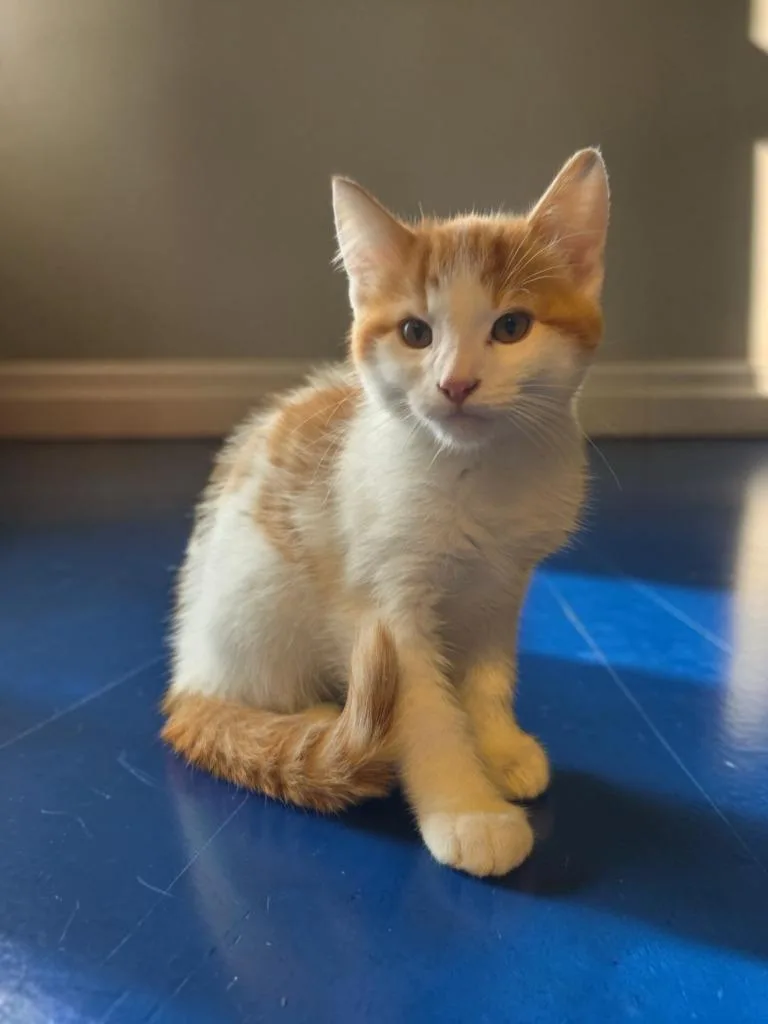 A baby small-sized male Domestic Short Hair cat named Chuckie for adoption in Barron, WI