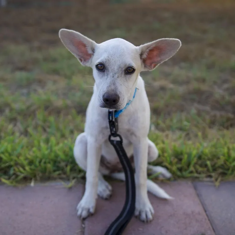 A baby small-sized female Chihuahua dog named Jade for adoption in Brownsville, TX