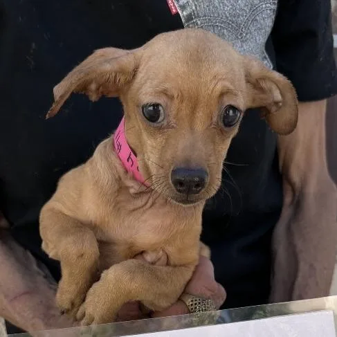 A young small-sized female Yellow / Tan / Blond / Fawn Chihuahua dog named Cha Cha for adoption in San Gabriel, CA