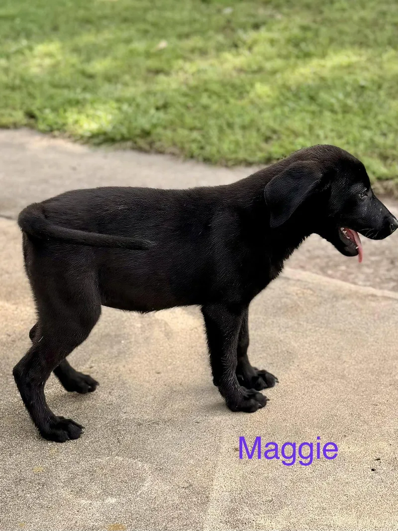 Maggie Simp thumbnail 2