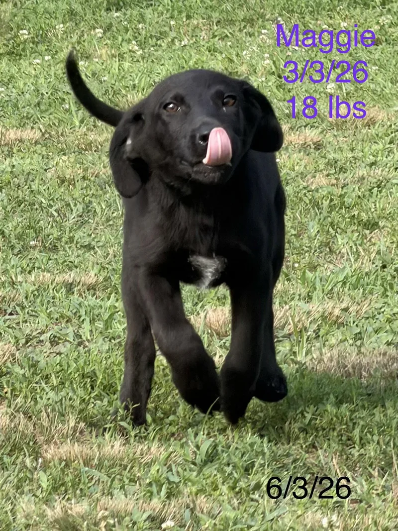 Maggie Simp thumbnail 3