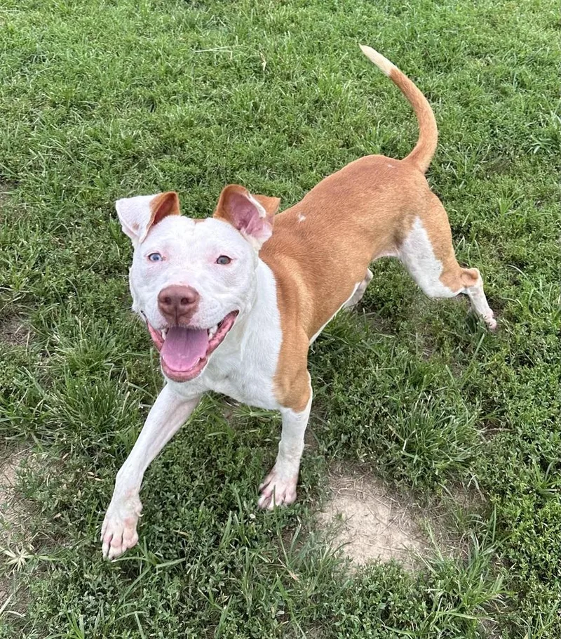 An adult large-sized male Tricolor (Brown, Black, & White) Pit Bull Terrier dog named Arlington for adoption in Evansville, IN