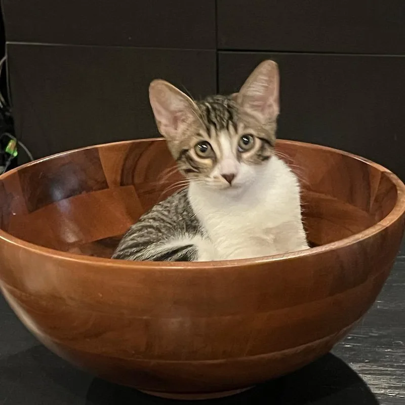 A baby small-sized female Brown / Chocolate Domestic Short Hair cat named Mississippi for adoption in Westminster, CA
