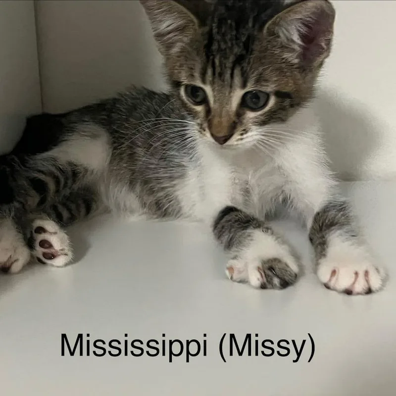 Mississippi thumbnail 3