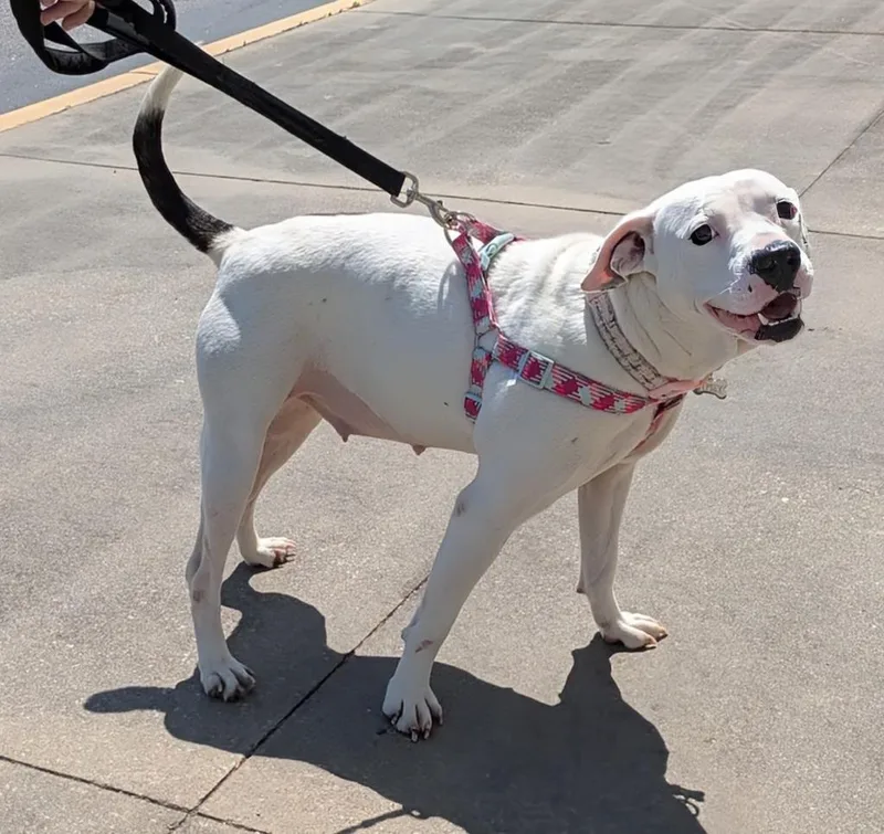 A young medium-sized female Mixed Breed dog named Gypsy for adoption in Florence, SC