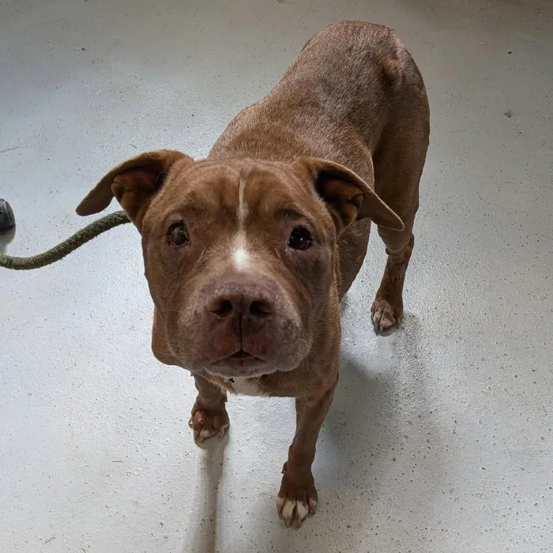 A senior small-sized female Brown / Chocolate Mixed Breed dog named Lumpy Space Princess Stray for adoption in Huntington, WV