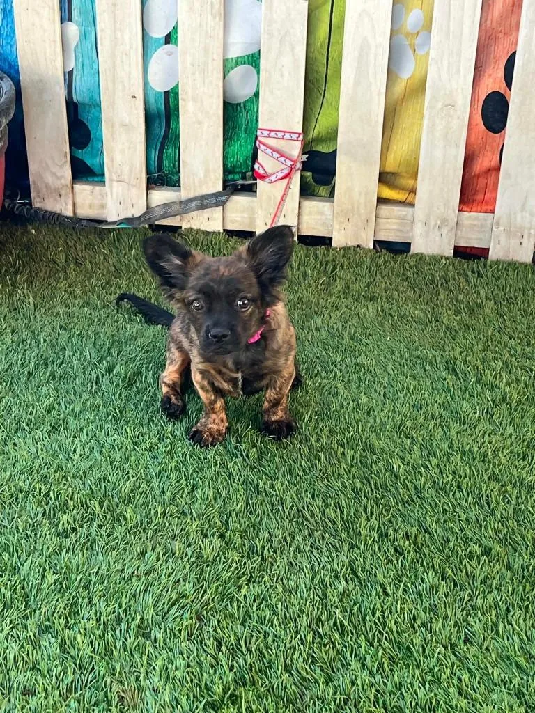 A baby small-sized female French Bulldog dog named Ella for adoption in Newman, CA
