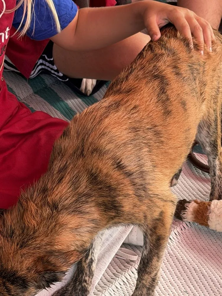 A baby small-sized female Brindle Chihuahua dog named Goldie Tiger Lily for adoption in Bonita, CA