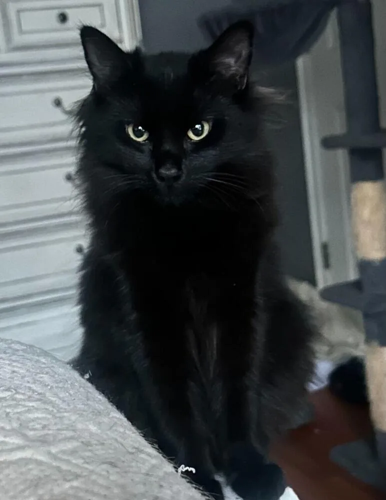 A young medium-sized female Domestic Long Hair cat named Gizmo for adoption in Marietta, GA