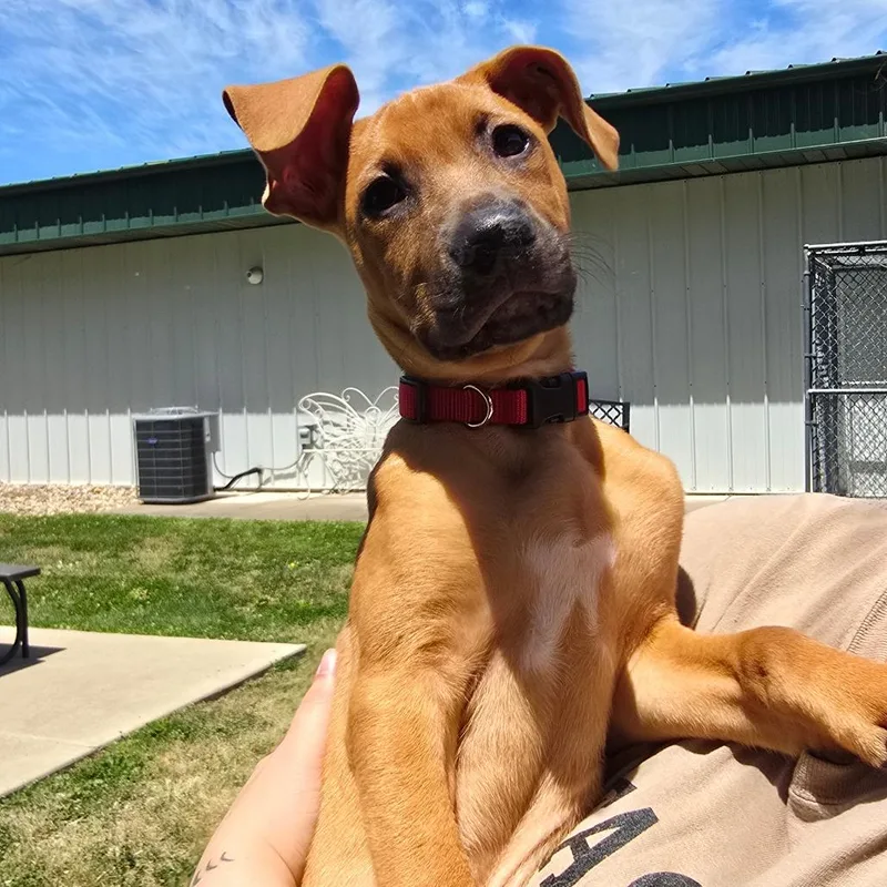 A baby small-sized male Yellow / Tan / Blond / Fawn Mixed Breed dog named Charlie for adoption in Milan, IL
