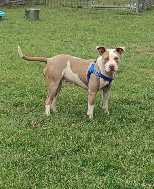 An adult medium-sized female Yellow / Tan / Blond / Fawn Terrier dog named Olive for adoption in Cape May Court House, NJ