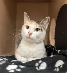 An adult medium-sized female Domestic Short Hair cat named Angel for adoption in West Chester, PA