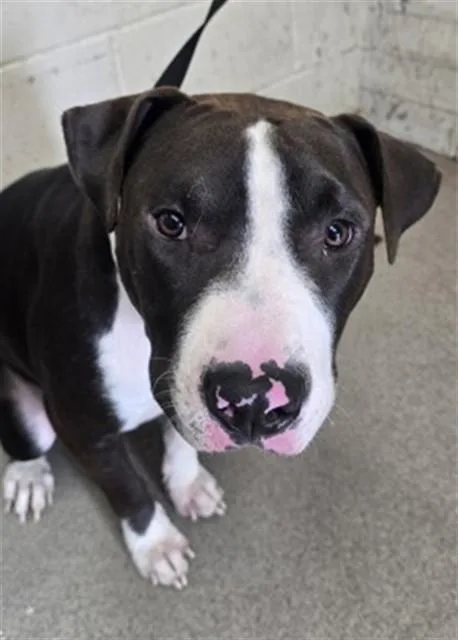 A young large-sized male Pit Bull Terrier dog named Sushi for adoption in San Bernardino, CA