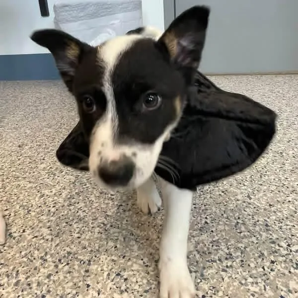 A baby medium-sized male Border Collie dog named Gus for adoption in Prineville, OR