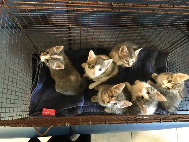 A baby small-sized female Domestic Short Hair cat named Peach for adoption in Tustin, CA