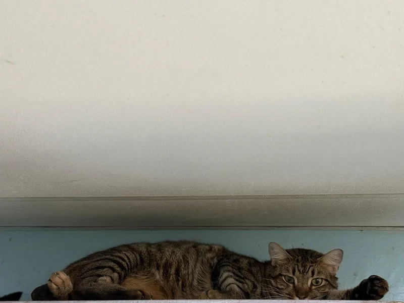 A young large-sized male Tabby cat named Hawk for adoption in Locust Grove, GA