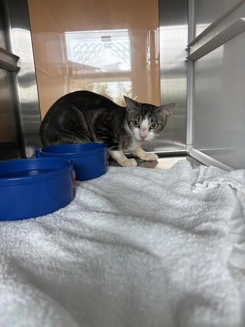 A young medium-sized female Domestic Short Hair cat named Purranormal Activity for adoption in Pearland, TX