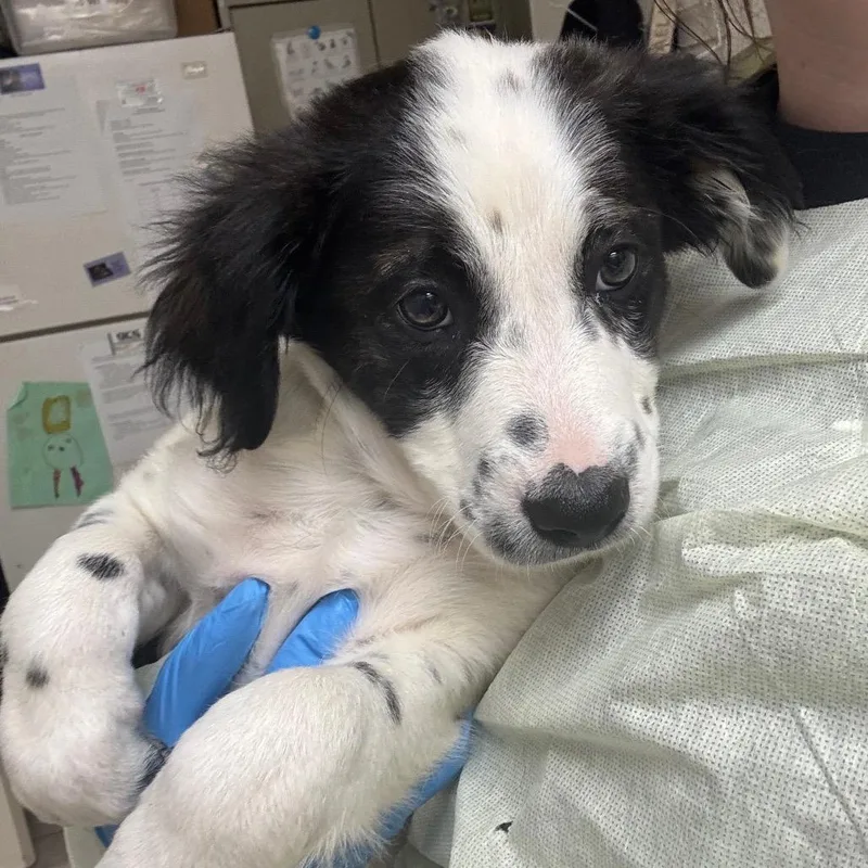 A baby medium-sized female Black Labrador Retriever dog named Demi Lovato for adoption in Pekin, IL