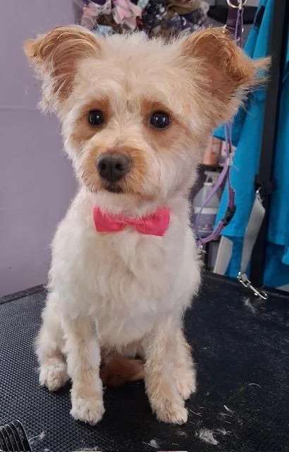 An adult small-sized female White / Cream Yorkipoo dog named Christoper for adoption in Memphis, TN