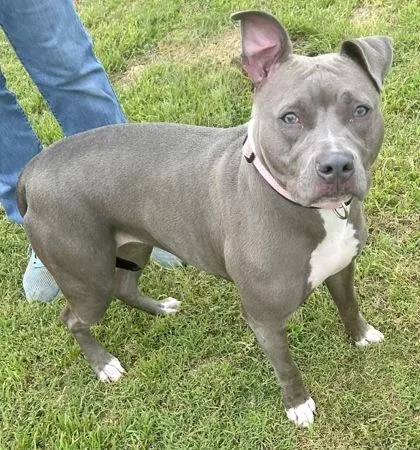 An adult medium-sized female Gray / Blue / Silver Mixed Breed dog named Holly for adoption in Georgetown, TX