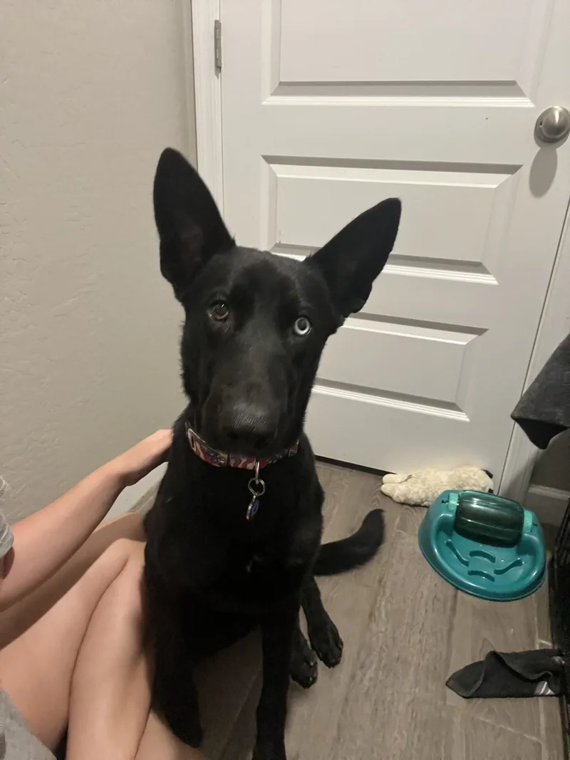 A young medium-sized male Black German Shepherd Dog dog named Leroy for adoption in Glendale, AZ