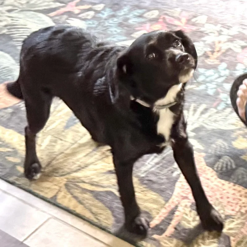 An adult medium-sized female Black Cocker Spaniel dog named Sophie s for adoption in Sequatchie, TN