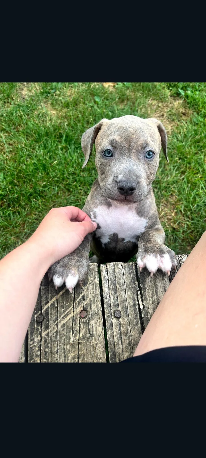 Ottis