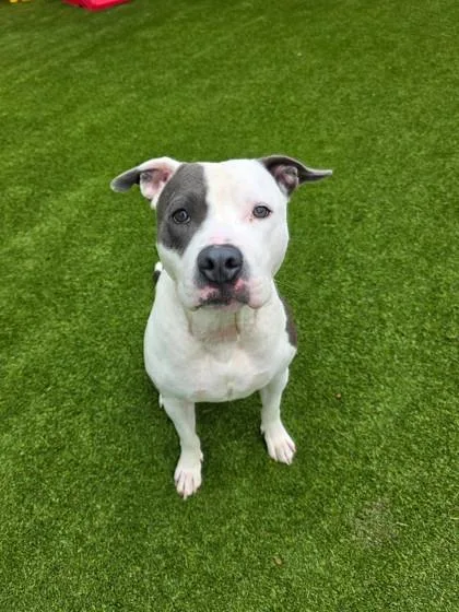 An adult large-sized male Mixed Breed dog named Artoo for adoption in Independence, MO