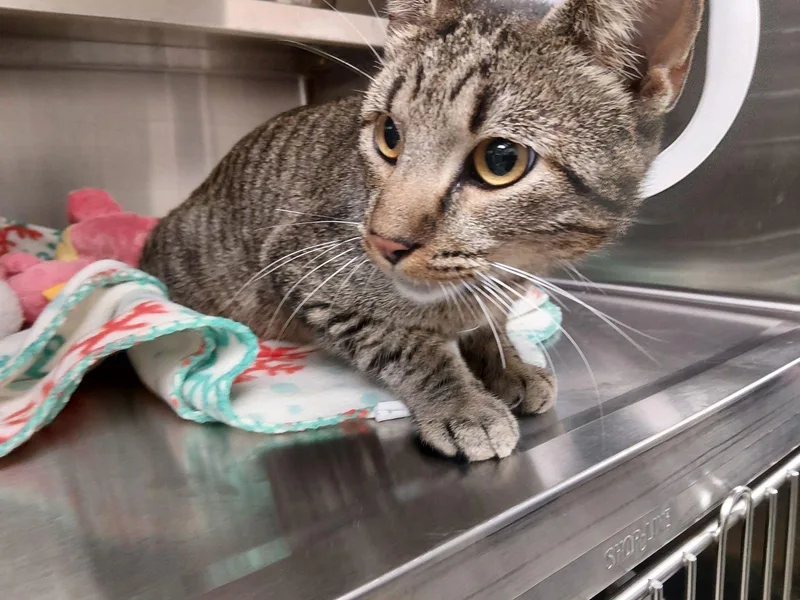 A young medium-sized male Domestic Short Hair cat named Frankie for adoption in Liberty, MO
