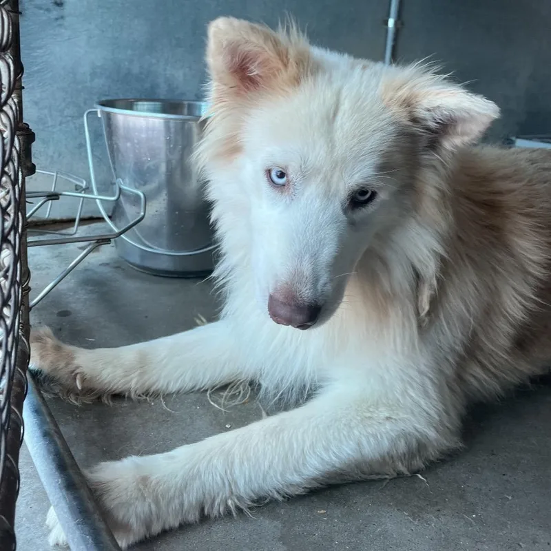 Peanut Butter thumbnail 2