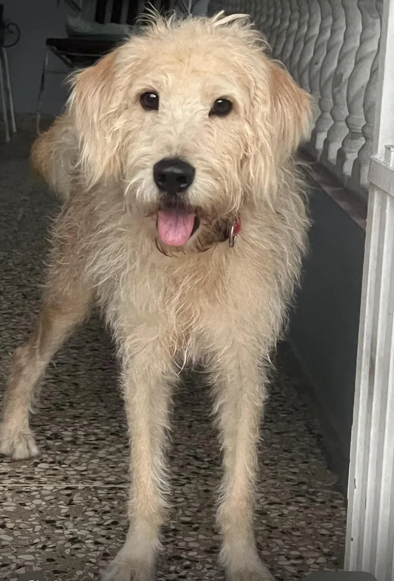A young medium-sized male White / Cream Lhasa Apso dog named Saba Lee for adoption in New York, NY