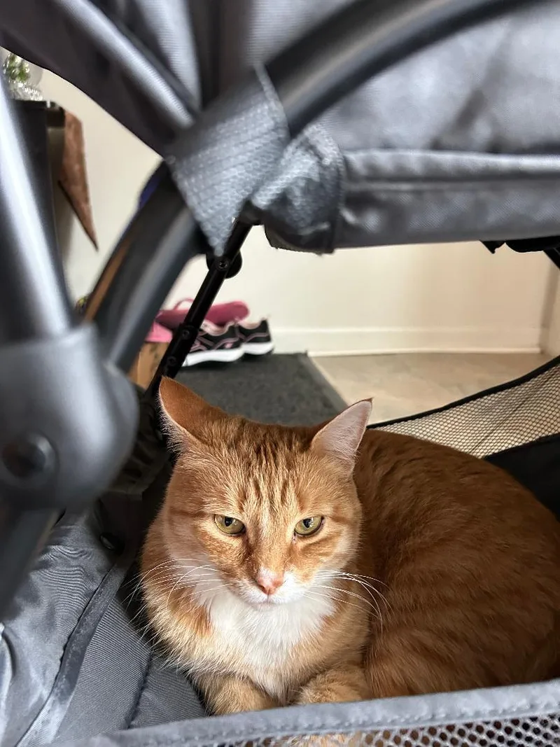 An adult medium-sized female Orange & White Domestic Short Hair cat named Pumpkin Medvetz  Courtesy for adoption in Stowe, PA