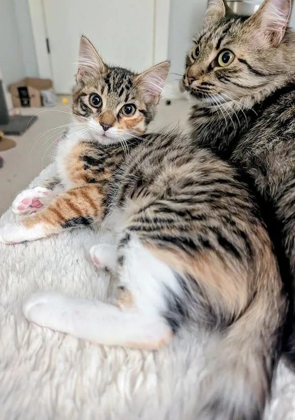 A baby medium-sized female Domestic Medium Hair cat named Streusel for adoption in Youngsville, NC