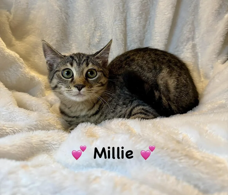 A baby medium-sized female Tabby (Brown / Chocolate) Tabby cat named Millie for adoption in Copley, OH