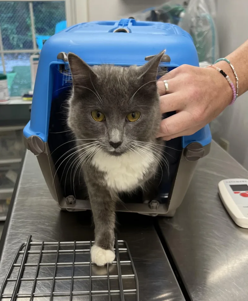 An adult medium-sized female Gray & White Domestic Medium Hair cat named Stray Cat found on for adoption in Medfield, MA