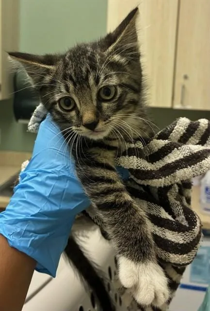 A baby small-sized male Domestic Medium Hair cat named Valor for adoption in Brighton, CO