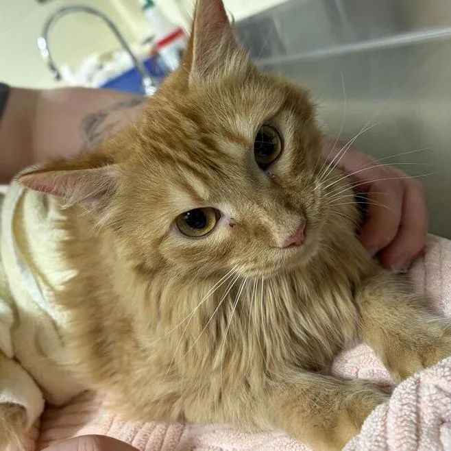An adult medium-sized male Domestic Short Hair cat named Mr. Cheeto for adoption in Asheville, NC