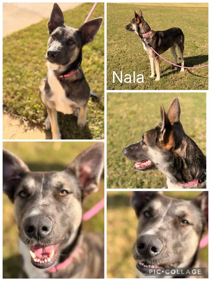 A young medium-sized female German Shepherd Dog dog named Nala for adoption in Enterprise, AL