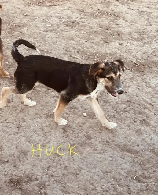 Huck Sassy's pup