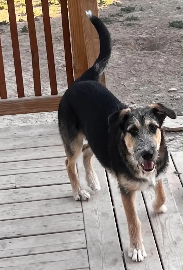 Huck Sassy's pup thumbnail 2