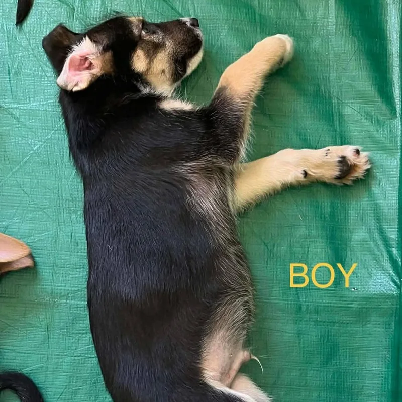 Huck Sassy's pup thumbnail 3