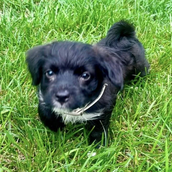 A baby medium-sized male Black Miniature Poodle dog named Buzz for adoption in Hillsborough, NJ