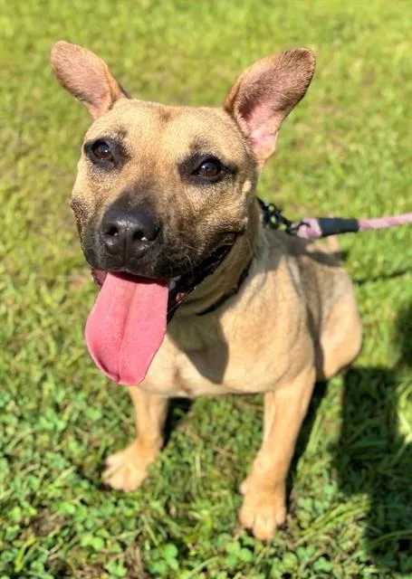 A young small-sized female Cardigan Welsh Corgi dog named Strawberry Shortcake for adoption in York, SC