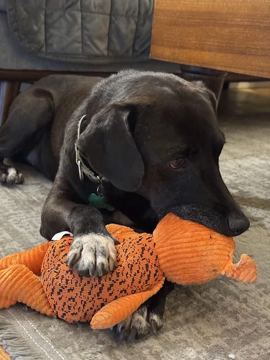 Mr.norris thumbnail 4